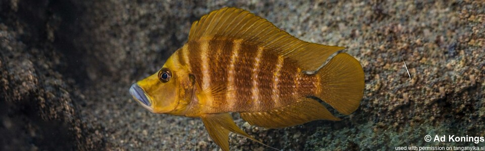 Altolamprologus compressiceps 'Kilima'; Mandarin